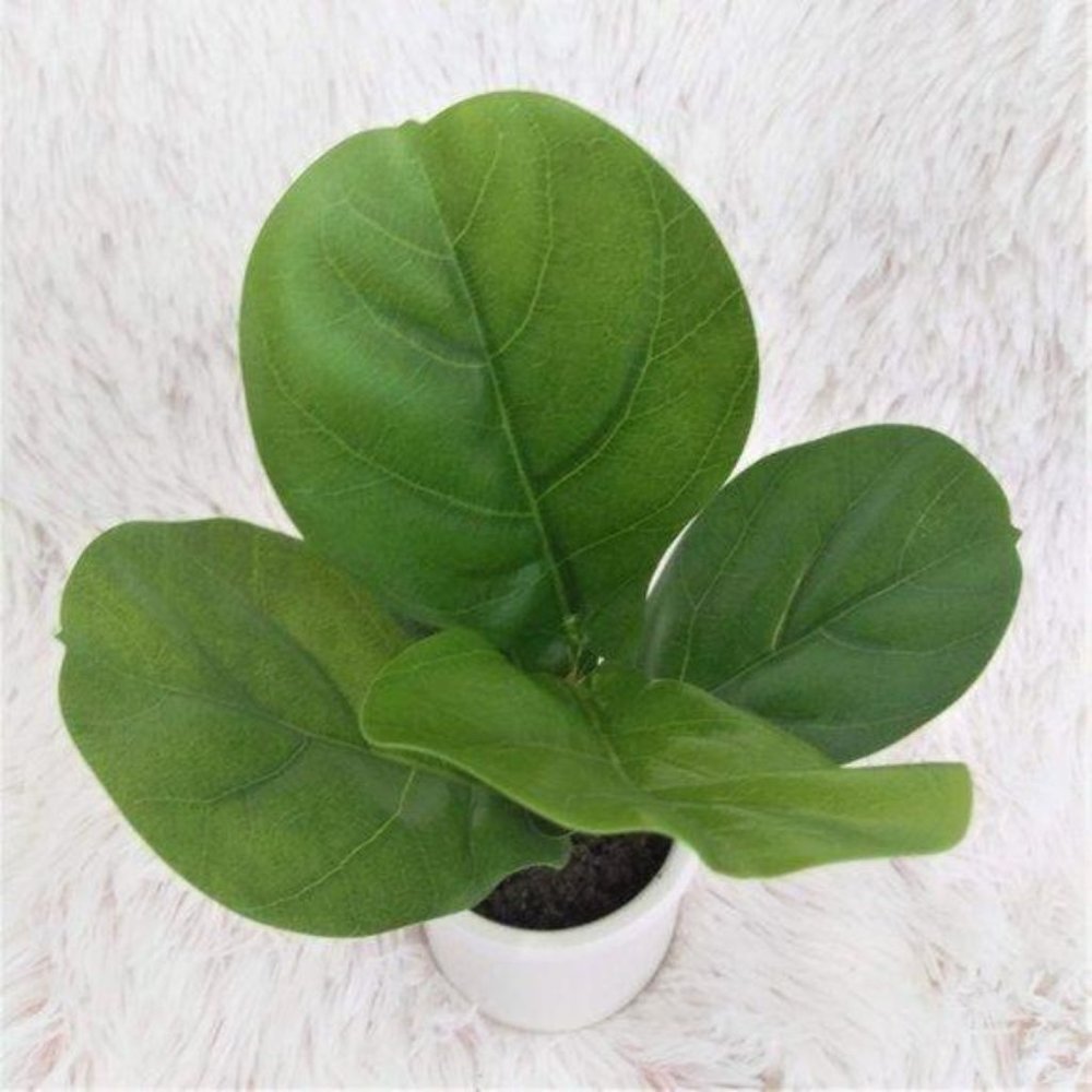 NWT 2pk Artificial Fiddle-Leaf Plant Ceramic Pot - Picture 3 of 7